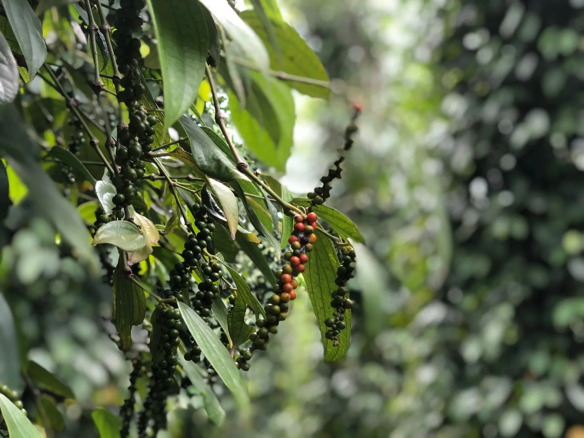 Black peppercorns ripening on the vine