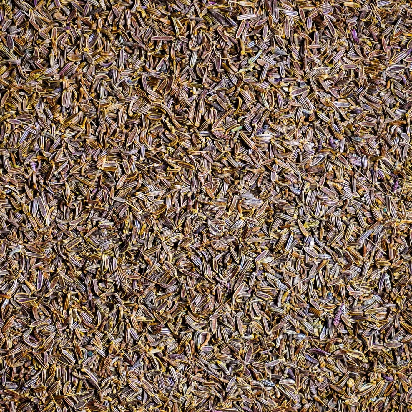 Wild Black Cumin