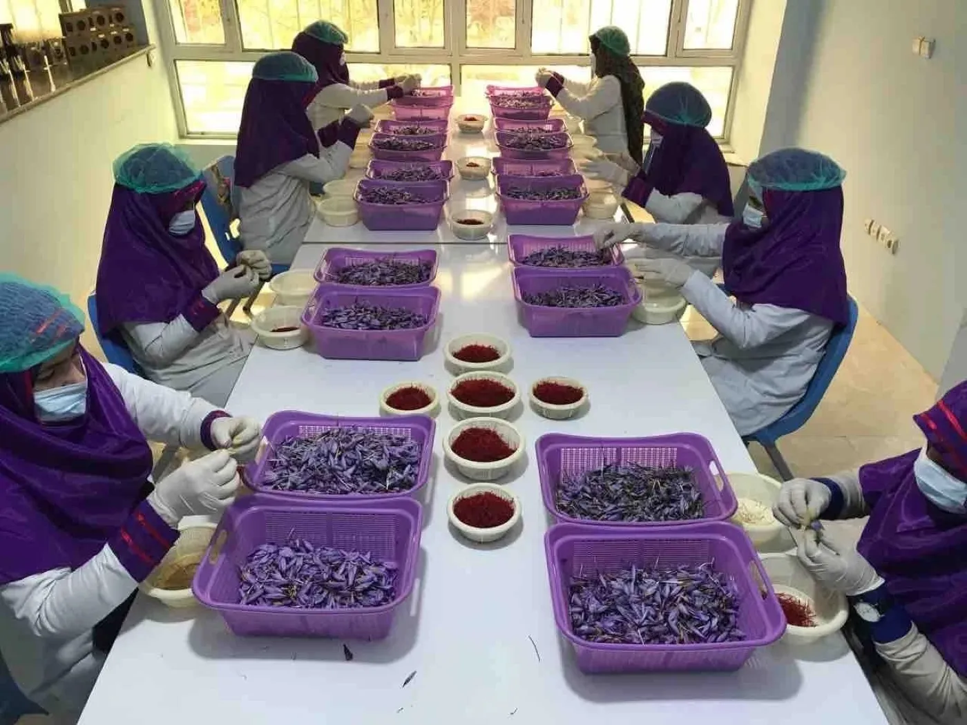 Women at our partner cooperative in Afghanistan hand-sorting saffron threads