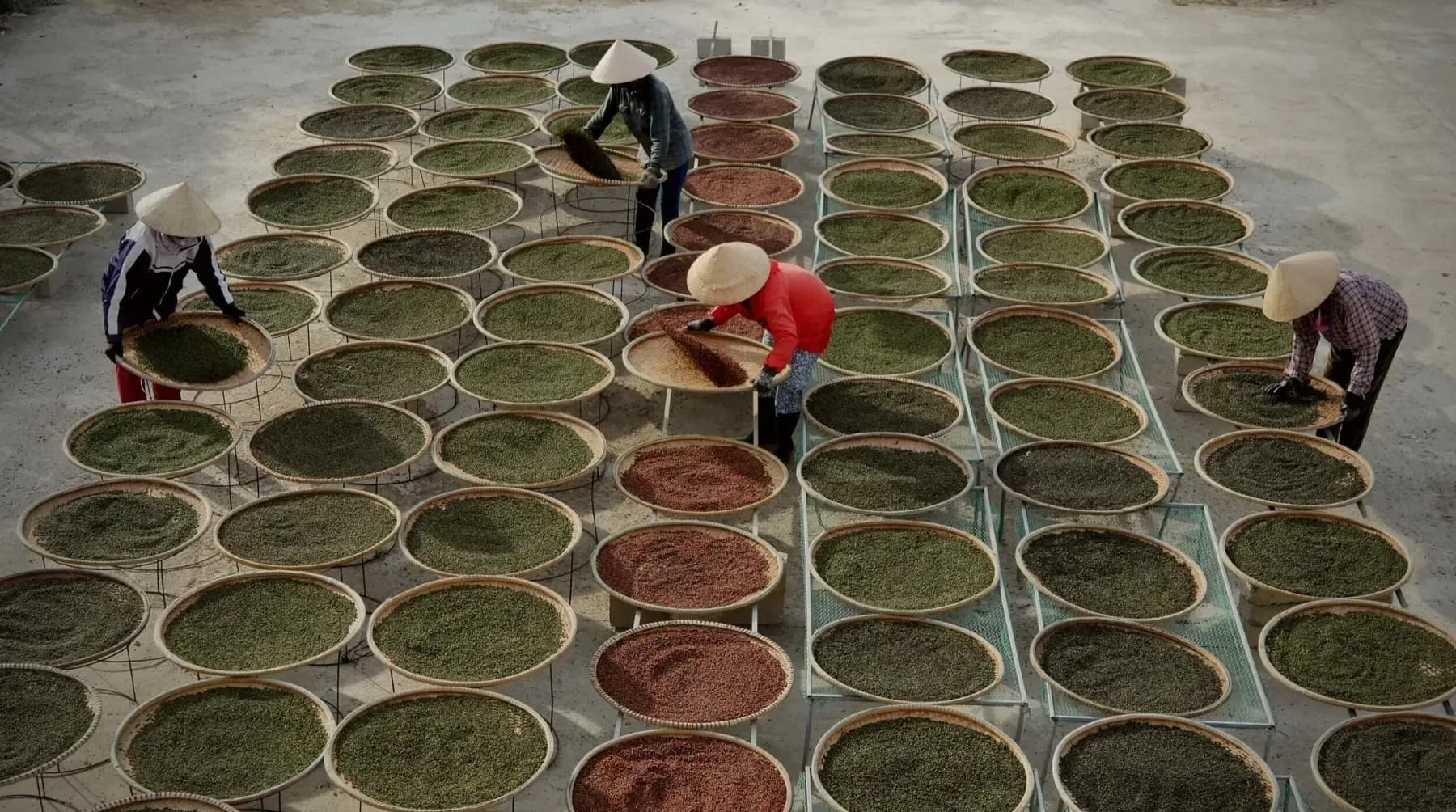 Black pepper farming in Vietnam, where Noble House Spice sources direct