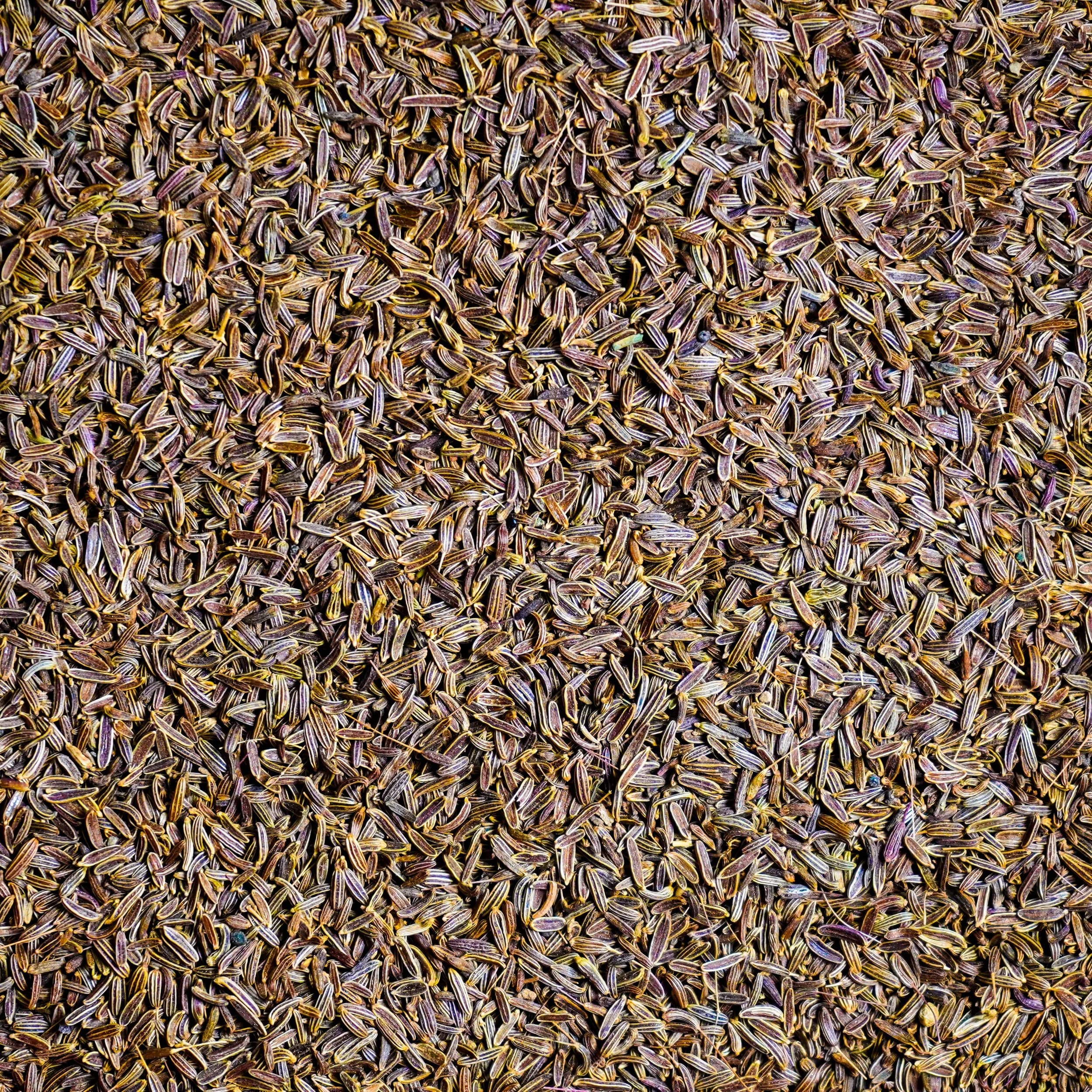 Wild Black Cumin